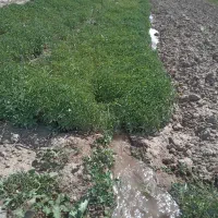س-ناحال-گورجه