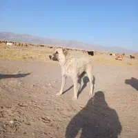 رمه گی
