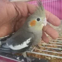 جوجه عروس سیامون