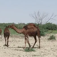 شتر