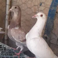 کفتر بازی