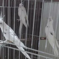 عروس هلندی از جوجه تا بالغ
