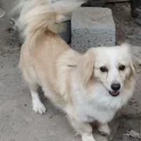 سه عدد سگ فروشی