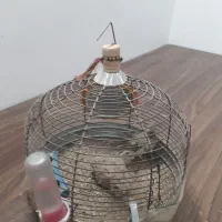 قفس