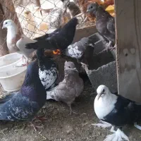 کفتر کبوتر