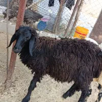 بره نر و ماده و بز