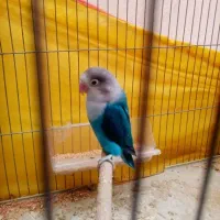 نر. و   ماده  بلغ  و سالم