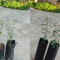 فروش نهال پسته و بادام