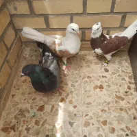 سه عدد کبوتر نر و ماده
