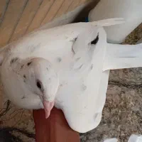 جوجه سار