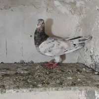 سه عدد کبوتر