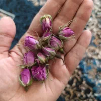 گل محمدی