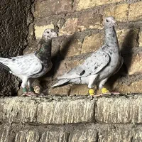 سه تا هفرنگ قواره دار بشرط جفت و پرش