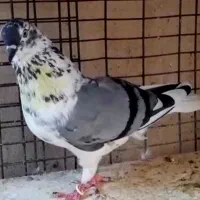 کفتر کلکسیونی ماده(پرش سنگین)
