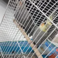 یک جفت عروس هلندی