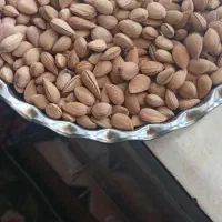 بادام کوهی تلخ