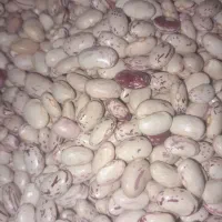 لوبیا چیتی