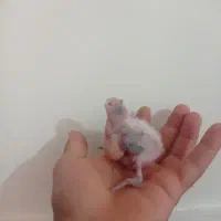 جوجه|اسباب‌بازی بچه|زابل, |دیوار