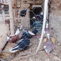 کفتر|پرنده|نیشابور, میدون بار|دیوار