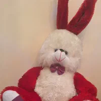 خرگوش پولیشی