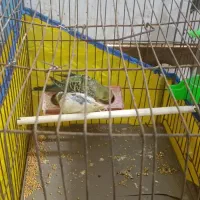 یک جفت مرغ عشق