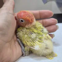 جوجه سرلاکی   اوپلاین و پاستیلی طوطی کوتوله برزیلی