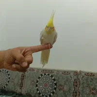 عروس هلندی