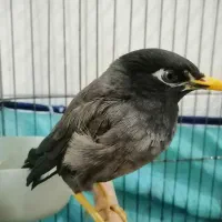 مرغ مینا