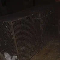 قفس جای کبوتر