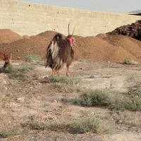نر بز