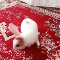 بچه خرگوش