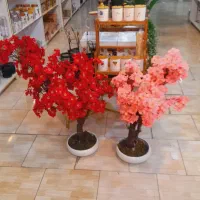 درختچه های شکوفه رومیزی اک