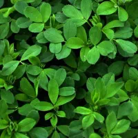 فروش یونجه پرس چین سوم با آب چاه تمیز
