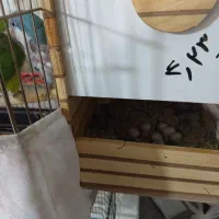 جفت راهب سخنگو