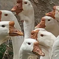 قو غاز