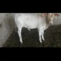 گوساله نر نژاد شاروله