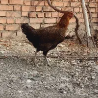 یک مرغ وسه  تا جوجه سالم