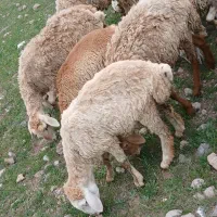 توغلی وبره گوشتی هم برای قربانی هم نگهداری