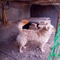 پامر|سگ|فارسان, |دیوار