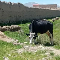 تلسم شکم دوم بدونه گوساله