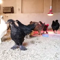 نیمچه مرغ محلی