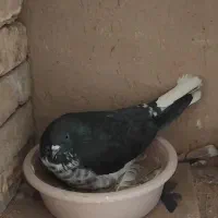 جفت کفتر کشکلک و جفت کفتر گرگی|پرنده|یزد, |دیوار