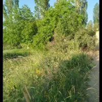 فروش باغچه 412متر سنقر کلایه متری 6میلیون
