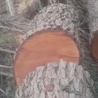 قعط درخت