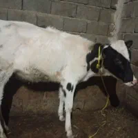 گوساله|حیوانات مزرعه|خاروانا, |دیوار