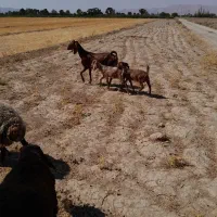 بزپاکستانی سه قلوزاوشیرا