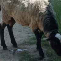 حیوان|حیوانات مزرعه|رشت, منظریه|دیوار