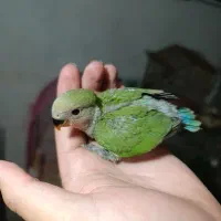 جوجه سرلاکی عروس هلندی و برزیلی