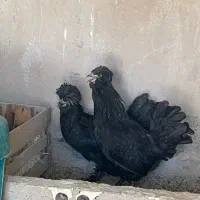 مرغ سلطان