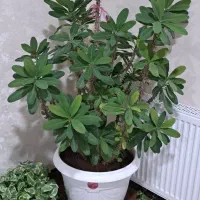 گل مرجان ایرانی